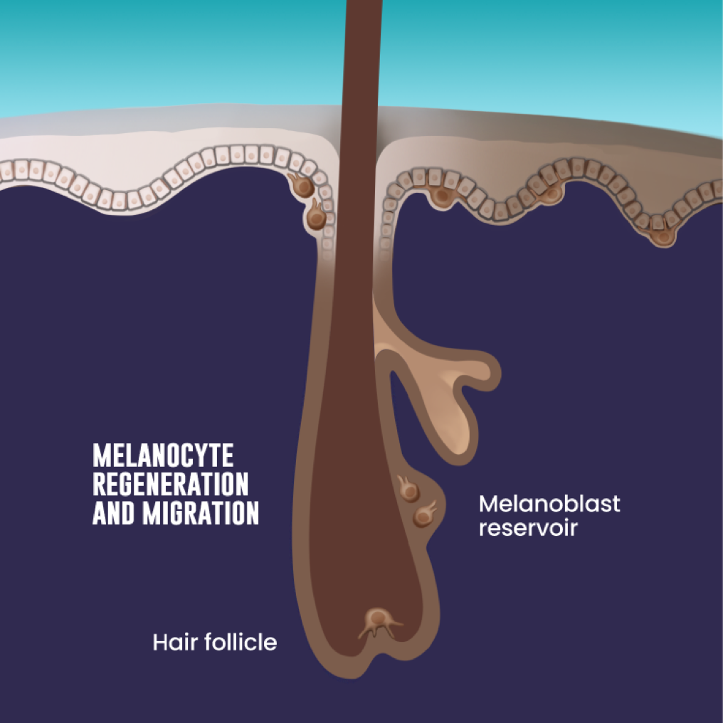 Melanocyte regeneration and migration