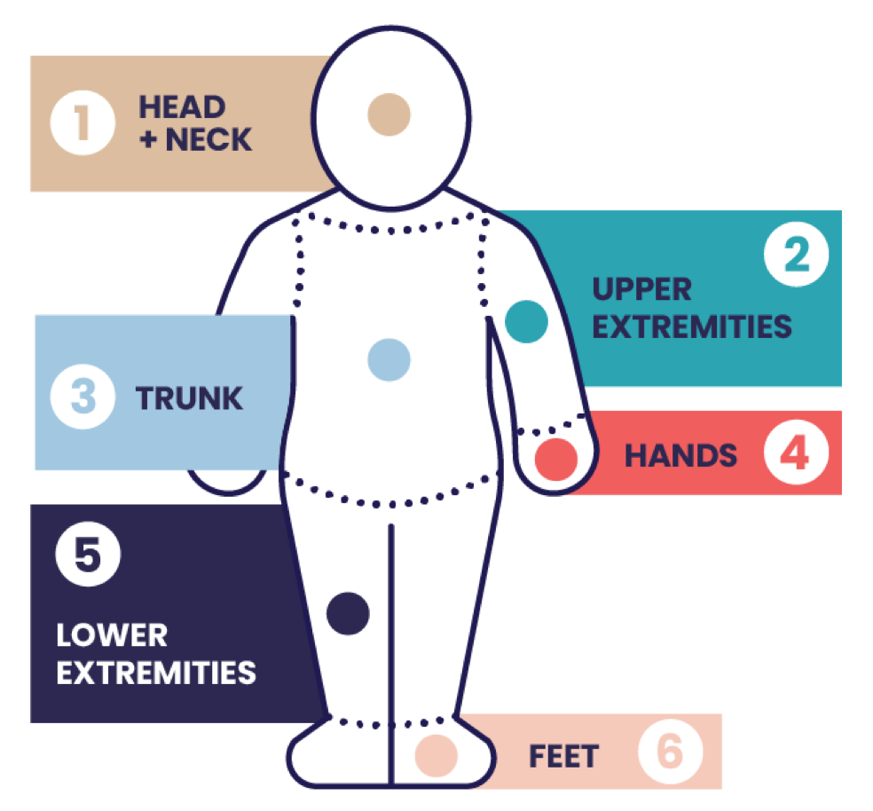 1. Head and neck 2. Upper extremities 3. Trunk 4. Hands 5. Lower extremities 6. Feet