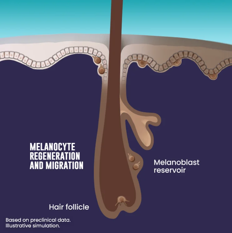 Melanocyte regeneration and migration
